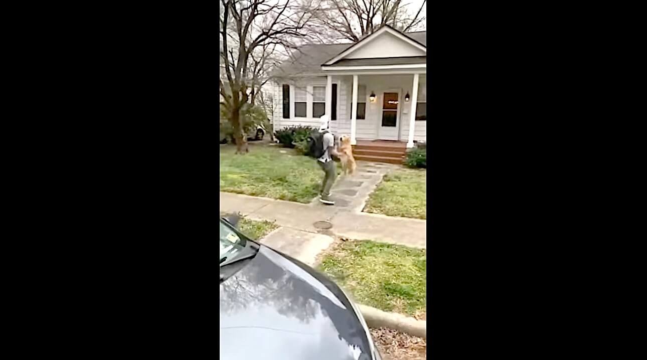 ゴールデンレトリーバー,動画