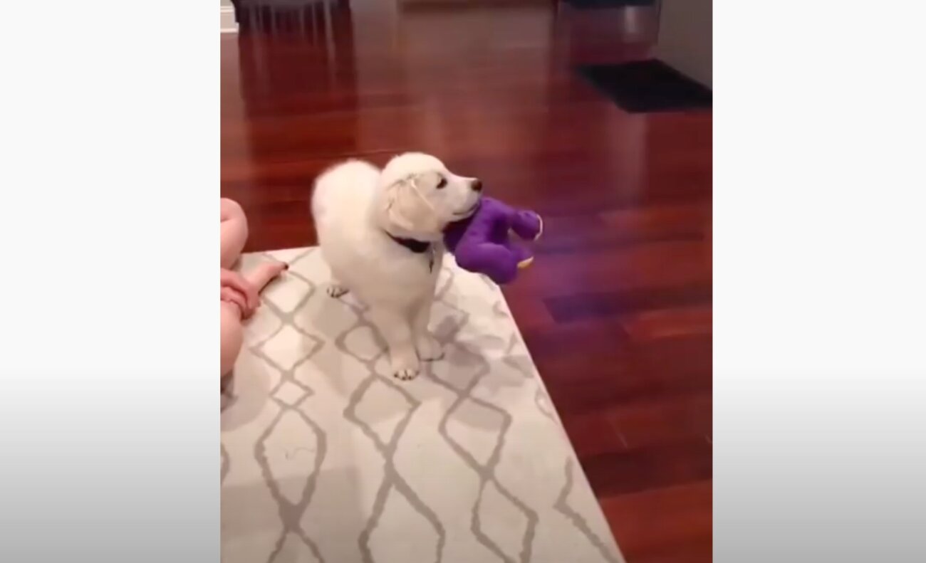 ゴールデンレトリーバー,動画