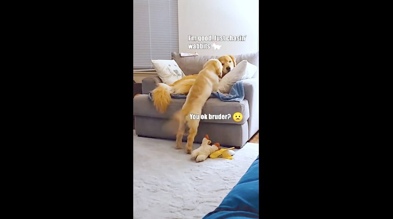 ゴールデンレトリーバー,動画