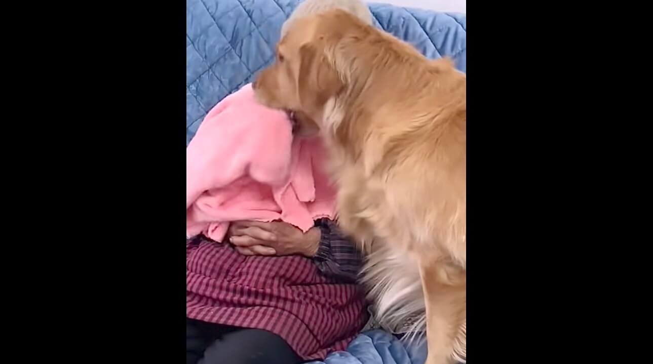 ゴールデンレトリーバー,動画