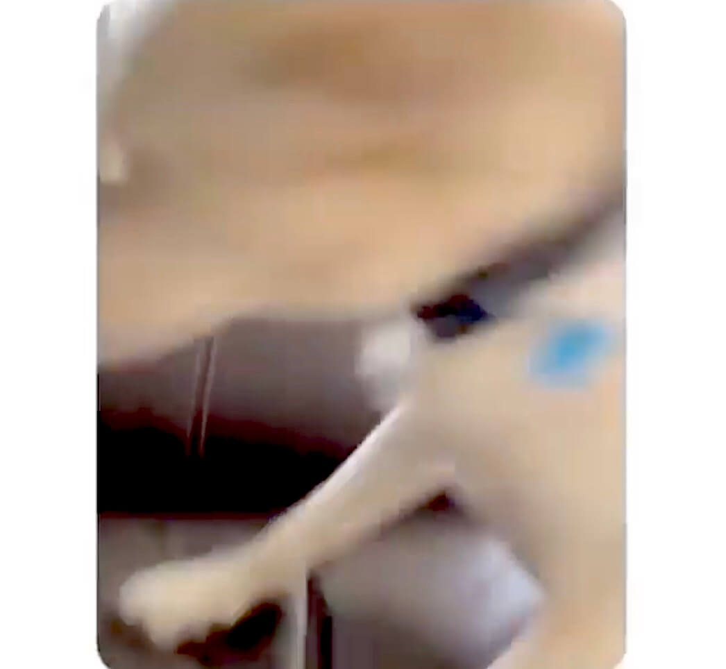 ラブラドールレトリーバー,動画