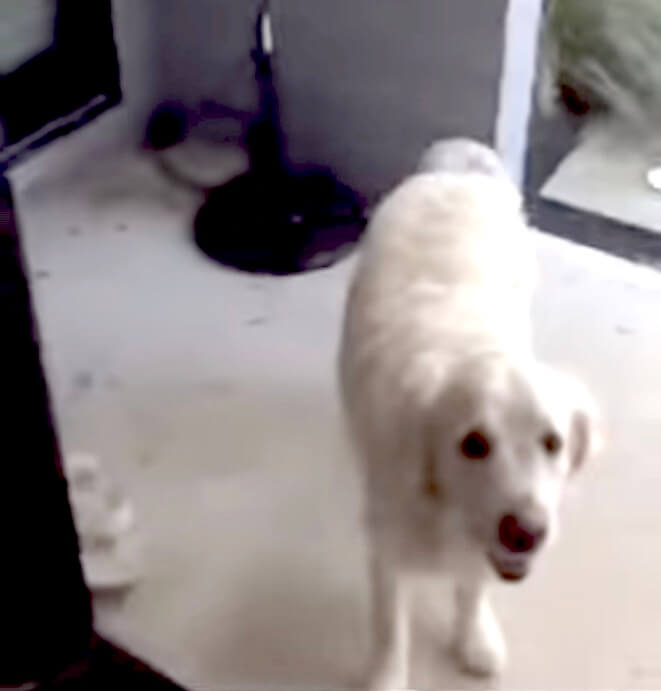 ゴールデンレトリーバー,動画