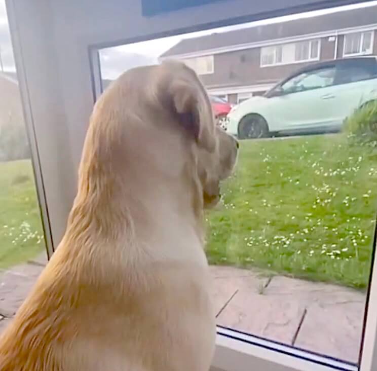 ラブラドールレトリーバー,動画