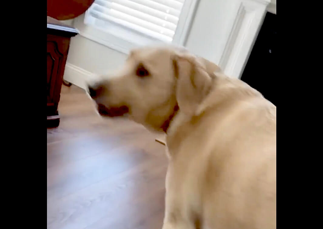 ラブラドールレトリーバー,動画