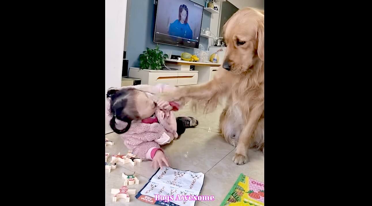 ゴールデンレトリーバー,動画