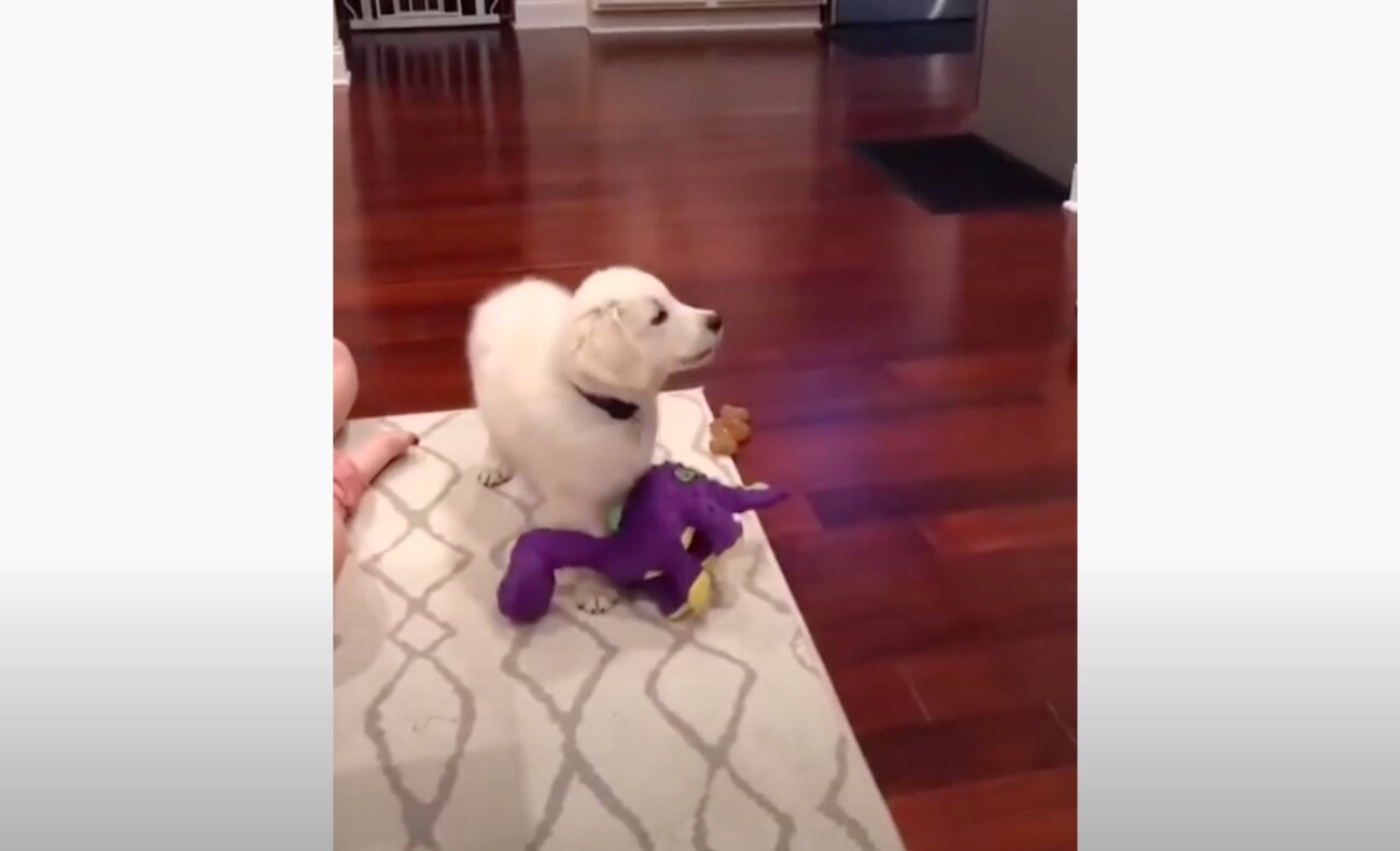 ゴールデンレトリーバー,動画