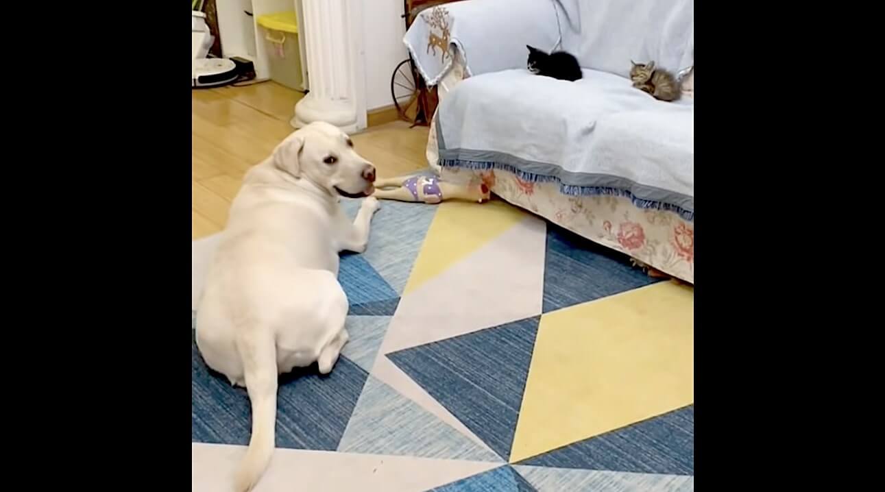 ラブラドールレトリーバー,動画