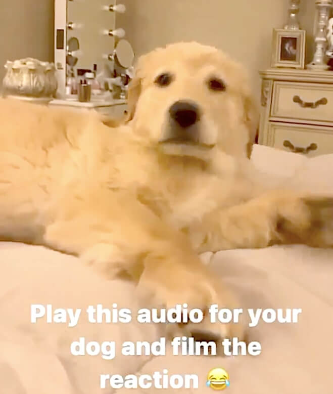 ゴールデンレトリーバー,動画