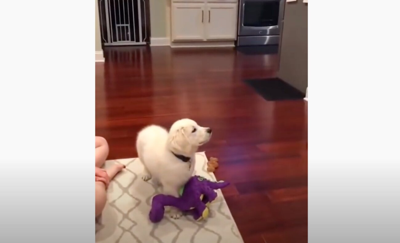 ゴールデンレトリーバー,動画