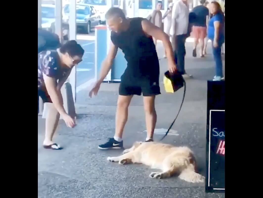 ゴールデンレトリーバー,動画