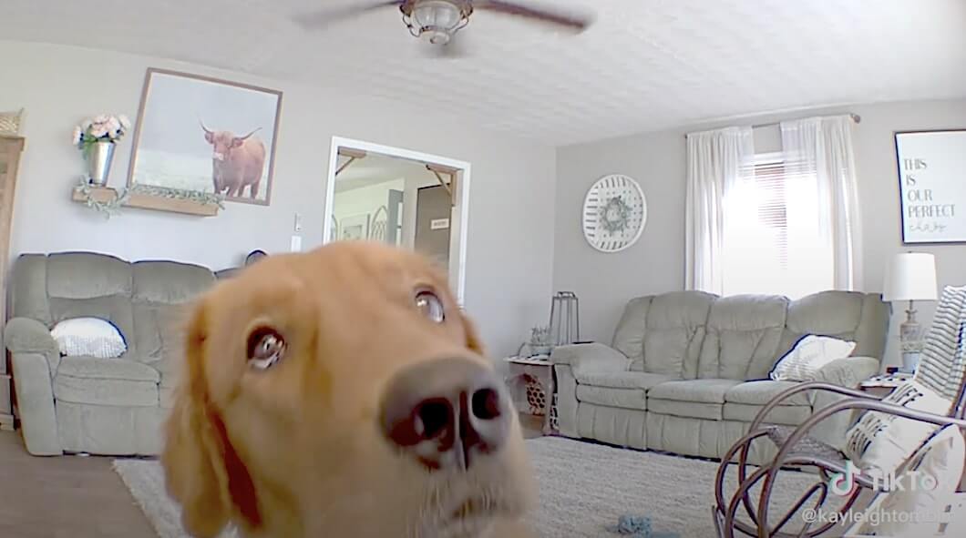 ゴールデンレトリーバー,動画