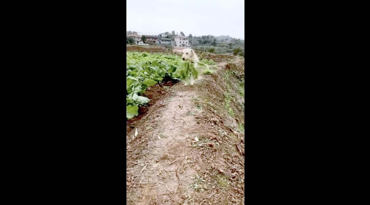 ラブラドールレトリーバー,動画