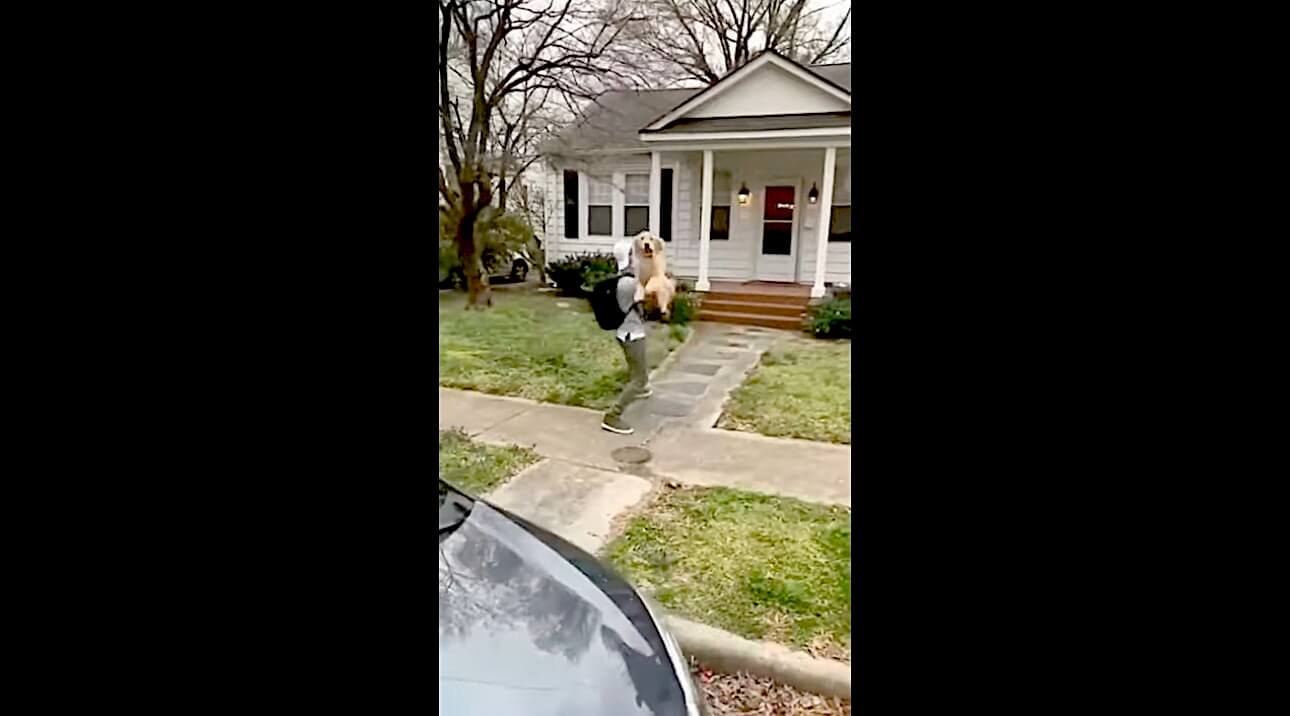 ゴールデンレトリーバー,動画