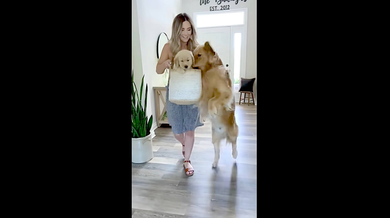 ゴールデンレトリーバー,動画