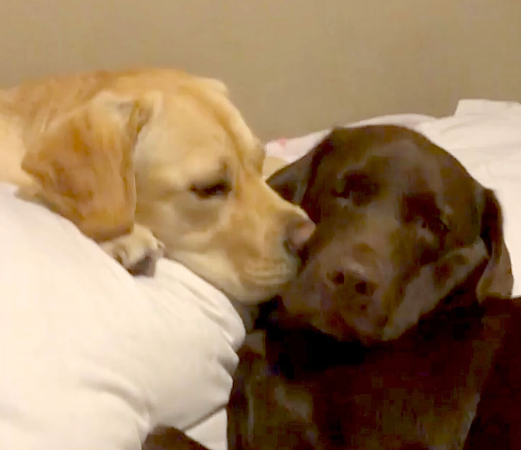 ラブラドールレトリーバー,動画