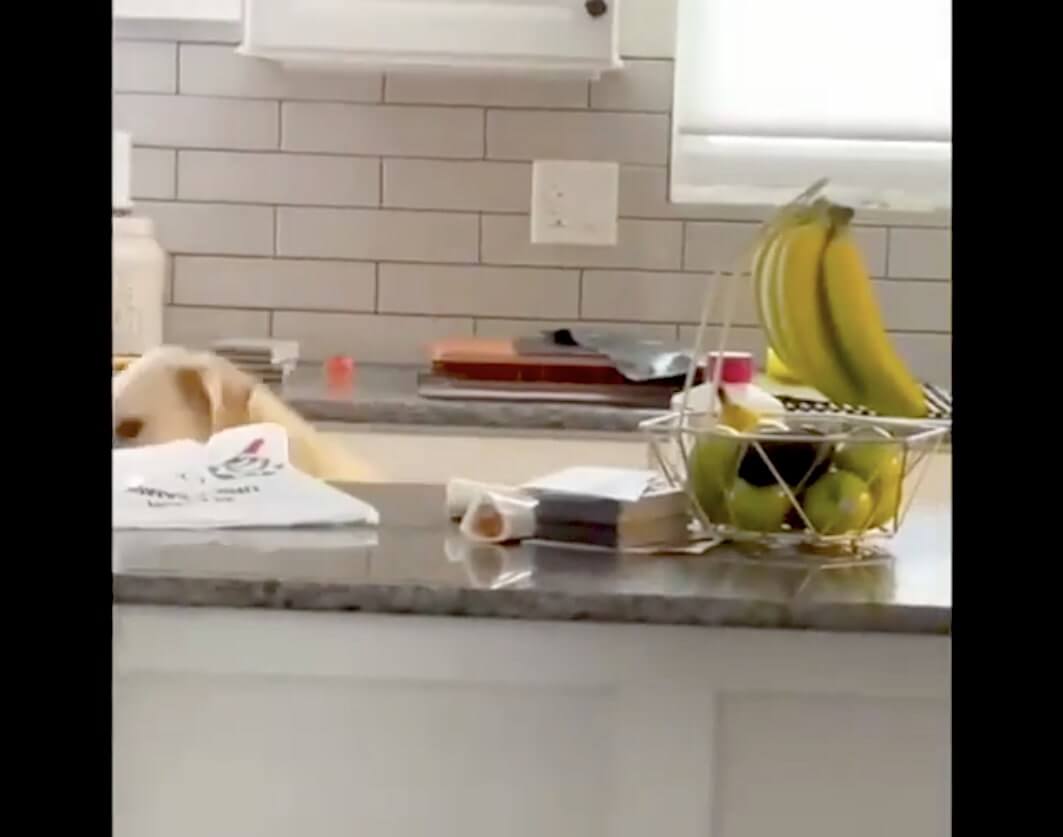 ラブラドールレトリーバー,動画