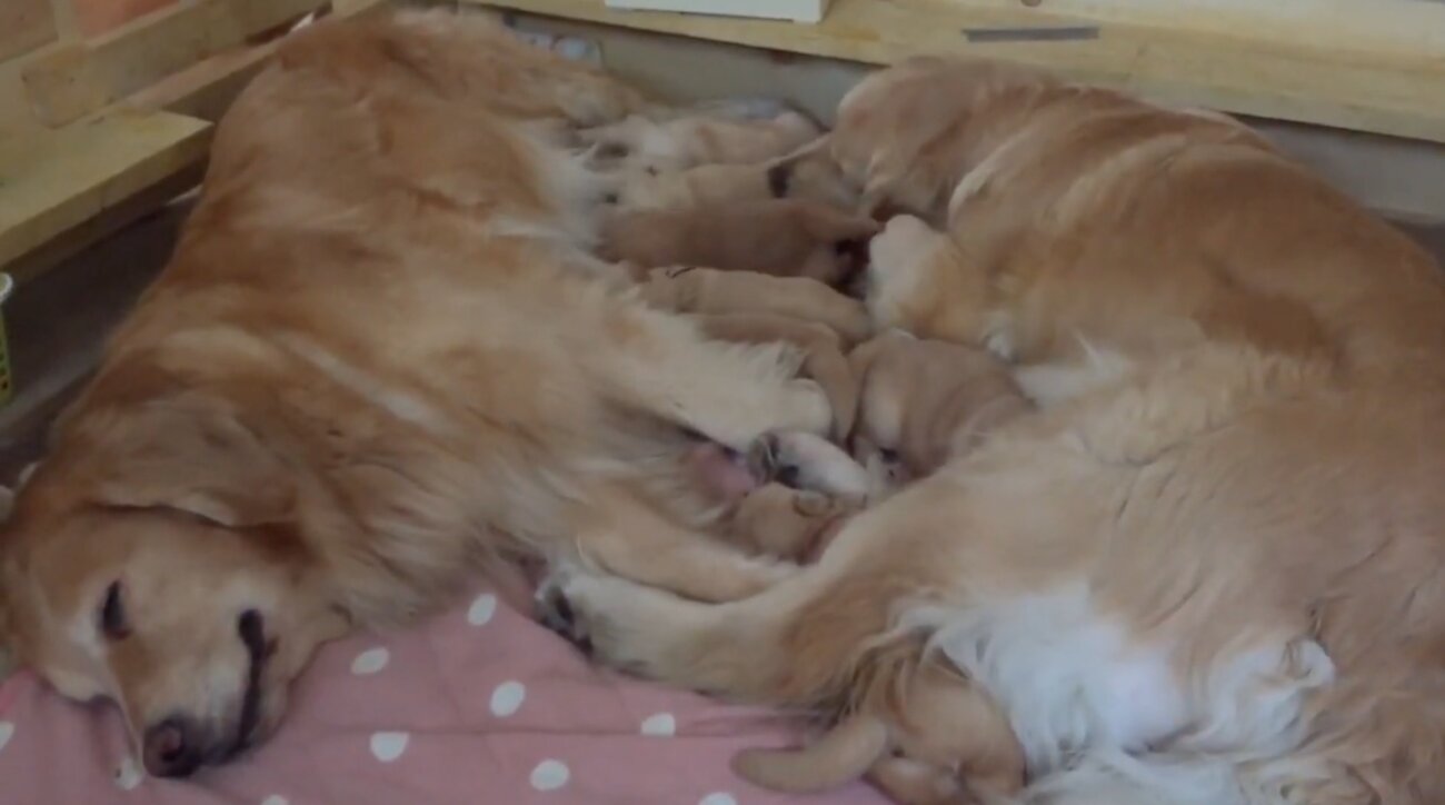 ゴールデンレトリーバー,動画