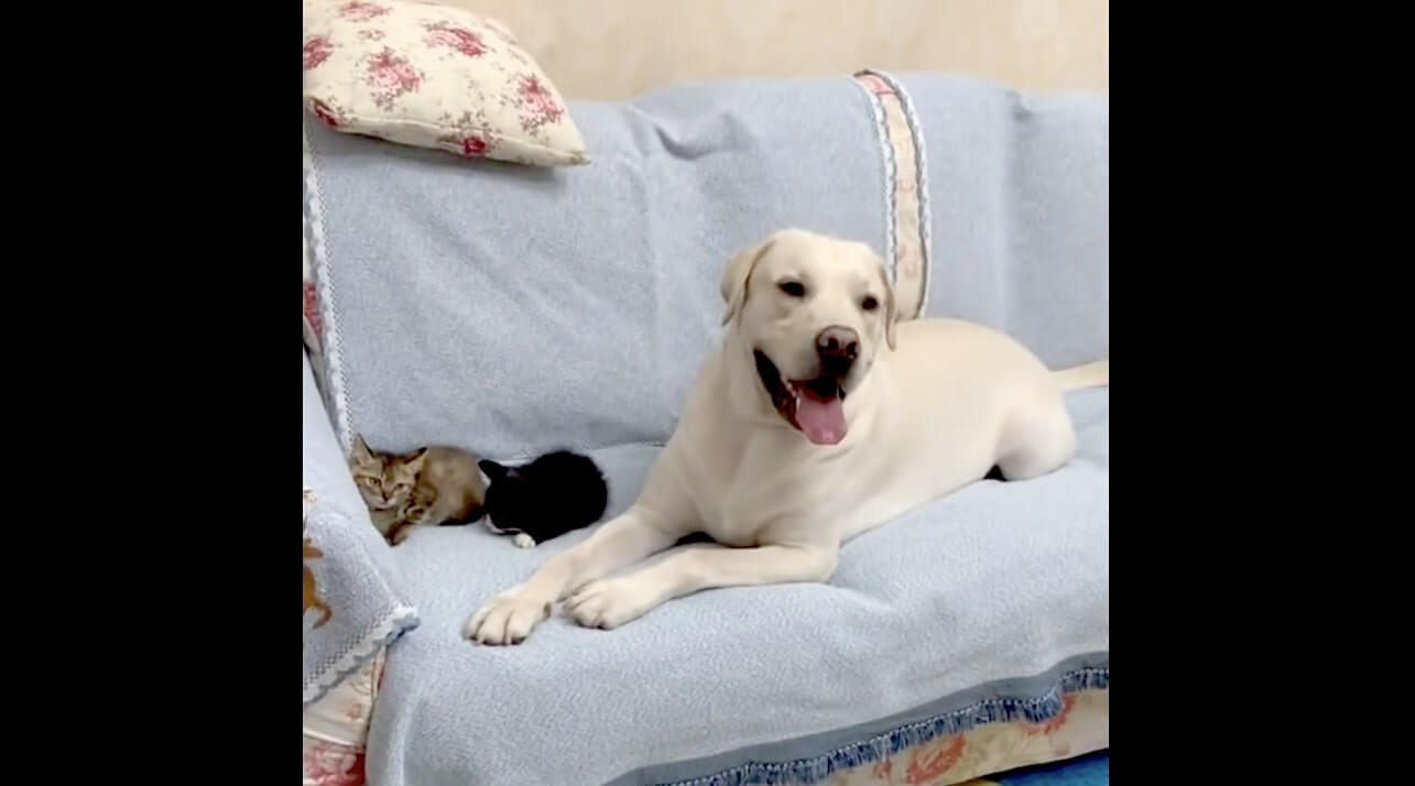 ラブラドールレトリーバー,動画