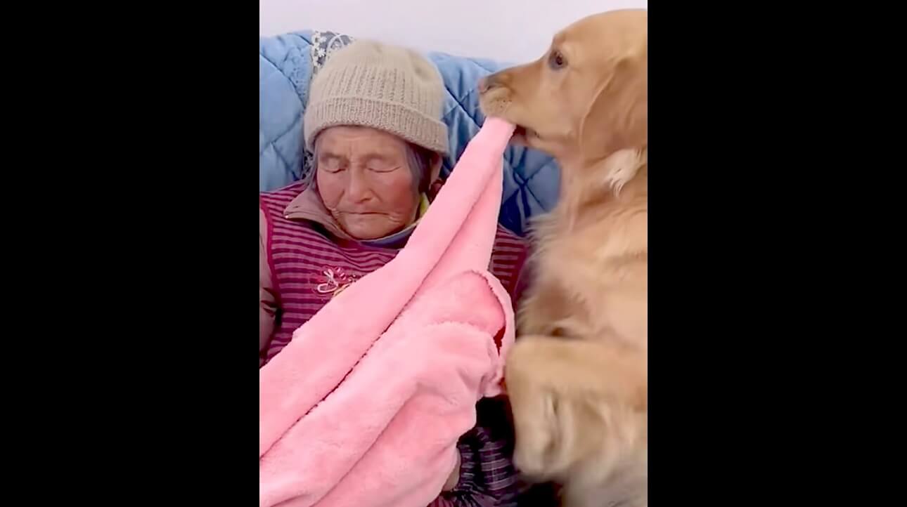 ゴールデンレトリーバー,動画