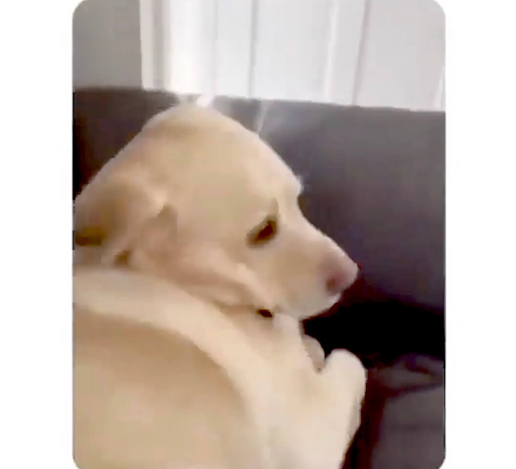 ラブラドールレトリーバー,動画