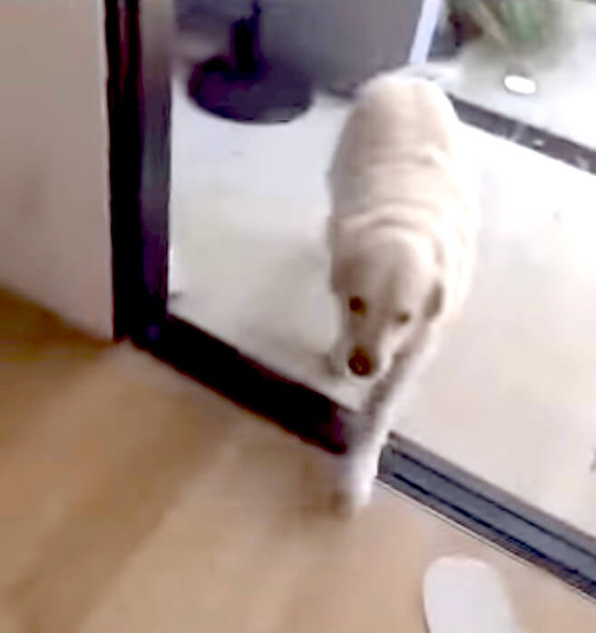 ゴールデンレトリーバー,動画