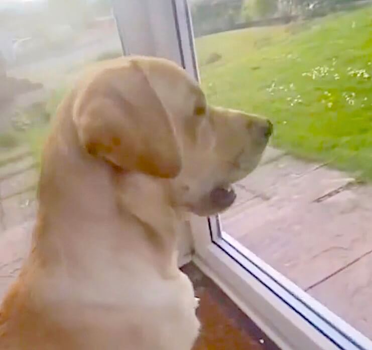 ラブラドールレトリーバー,動画