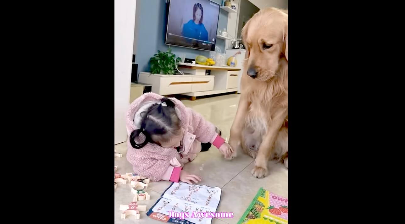 ゴールデンレトリーバー,動画