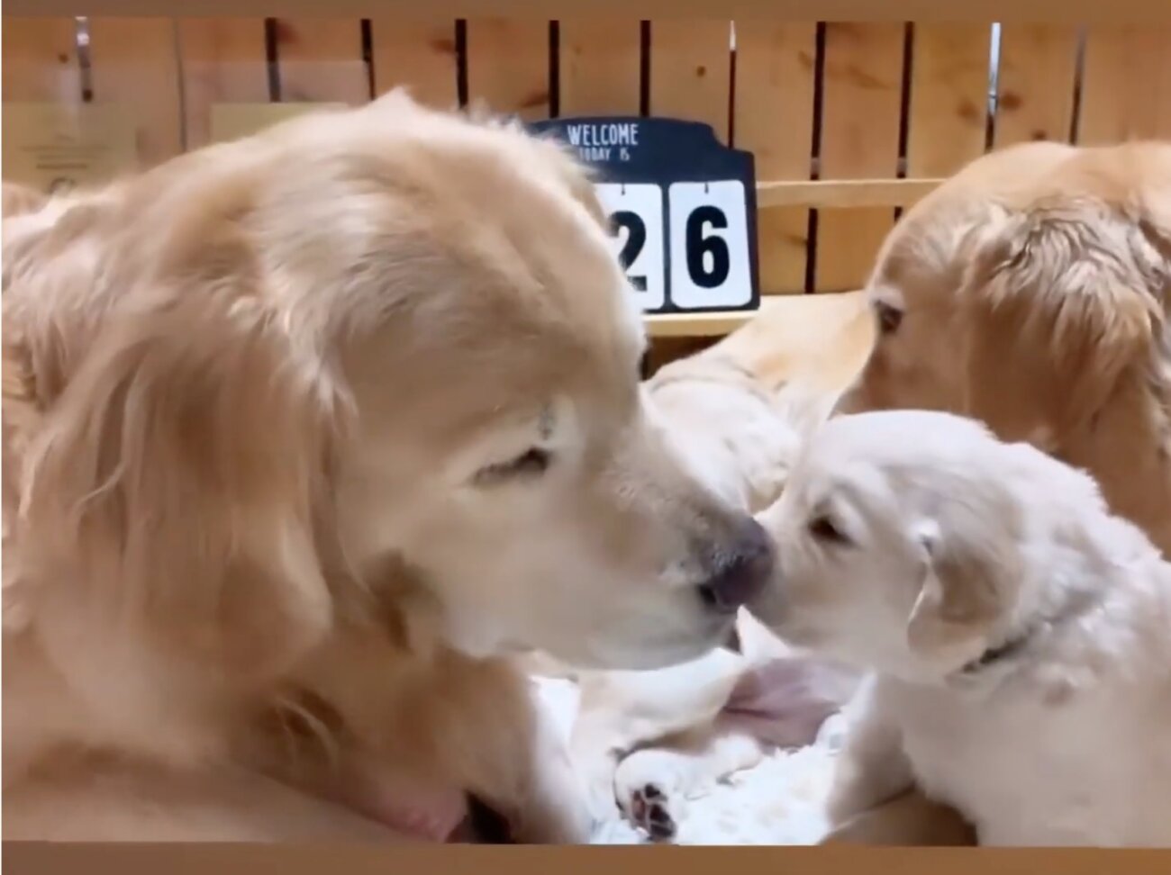 ゴールデンレトリーバー,動画