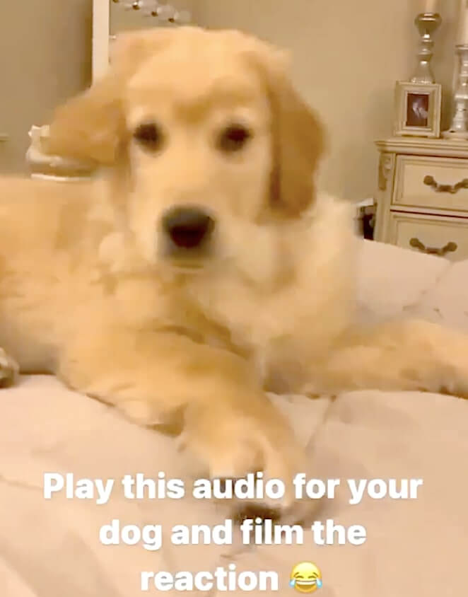 ゴールデンレトリーバー,動画