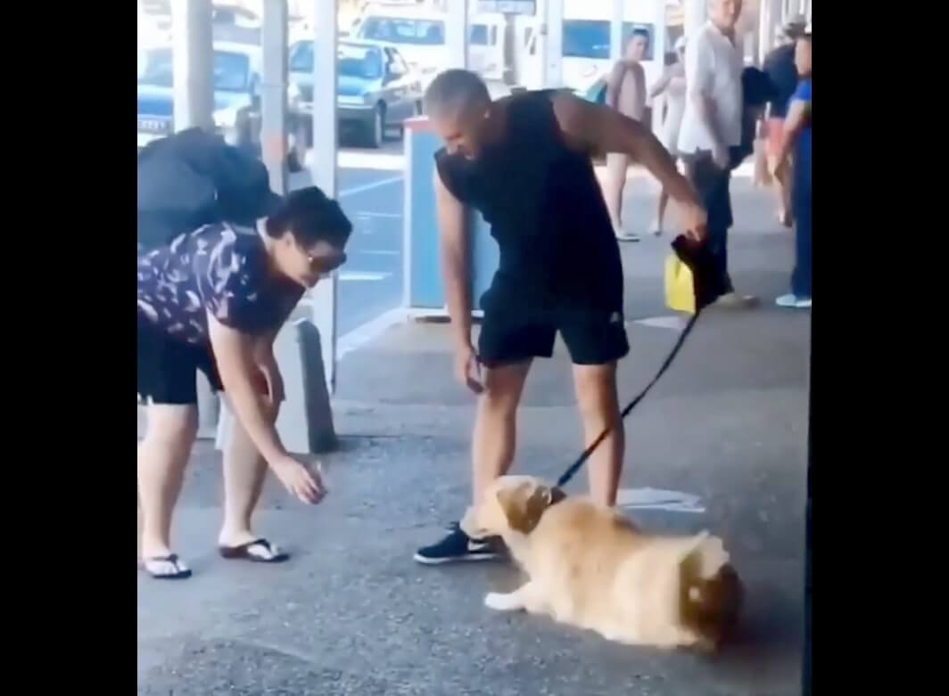 ゴールデンレトリーバー,動画