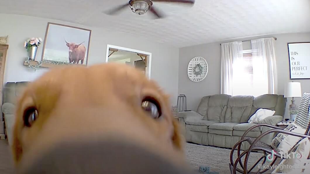 ゴールデンレトリーバー,動画