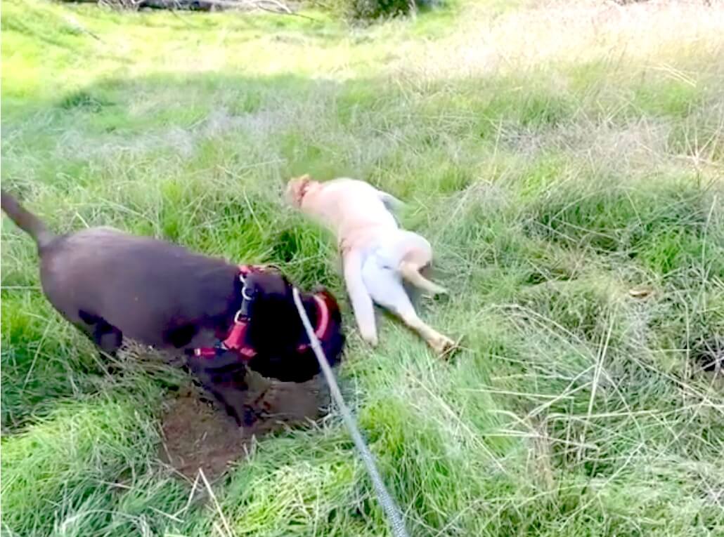 ラブラドールレトリーバー,動画