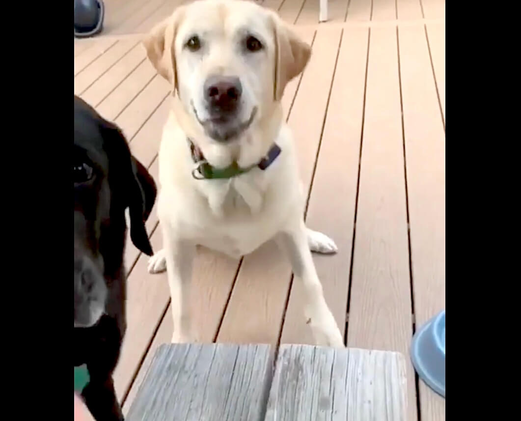 ラブラドールレトリーバー,動画