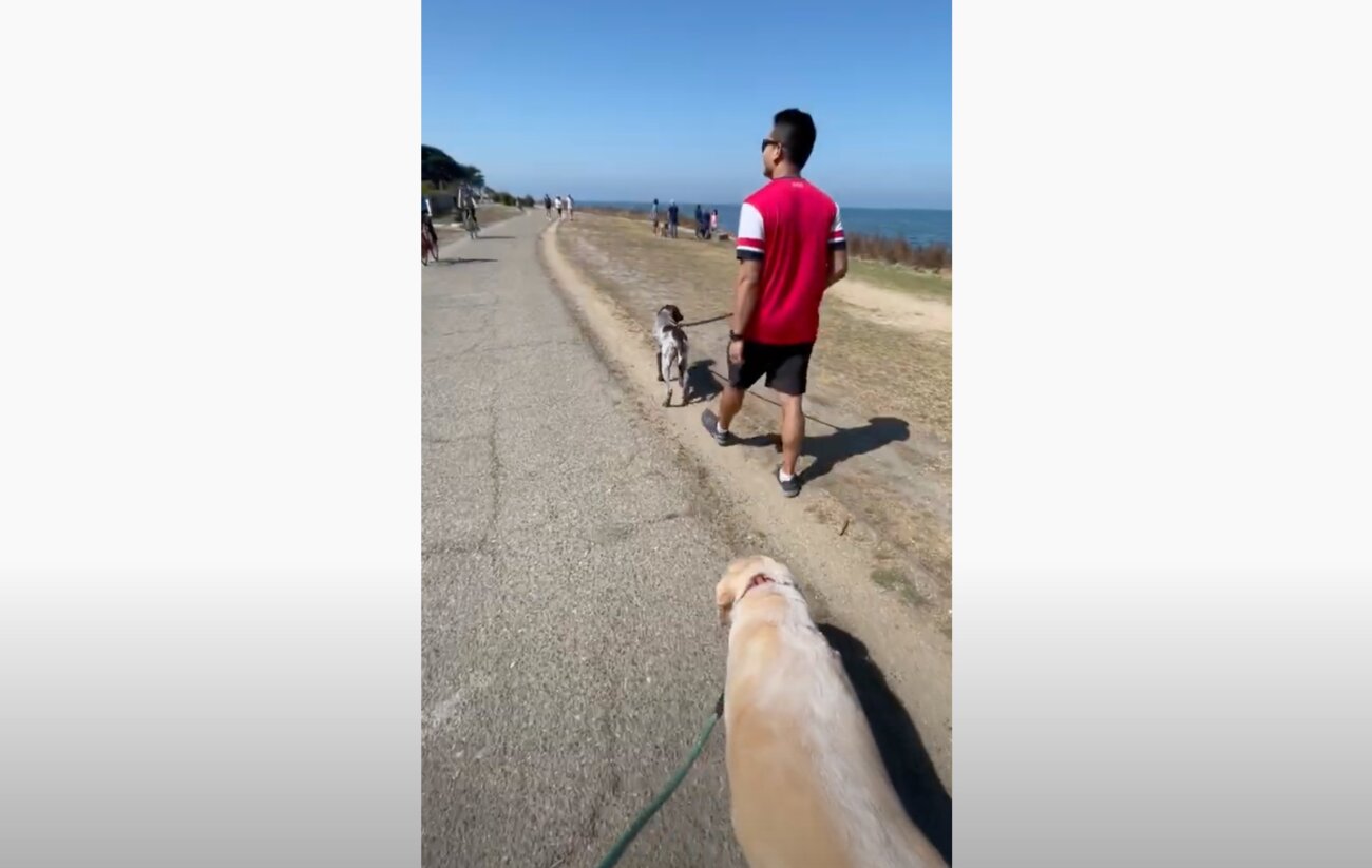 ゴールデンレトリーバー,動画