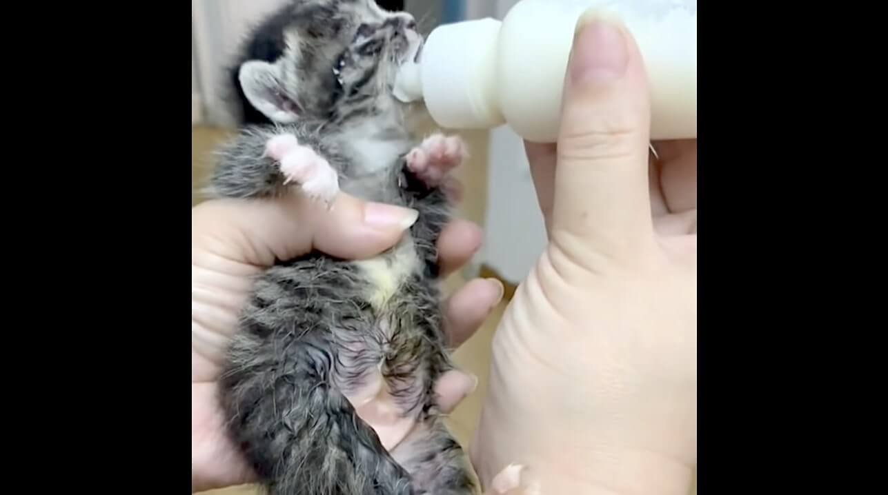 ラブラドールレトリーバー,動画