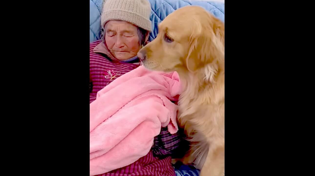 ゴールデンレトリーバー,動画