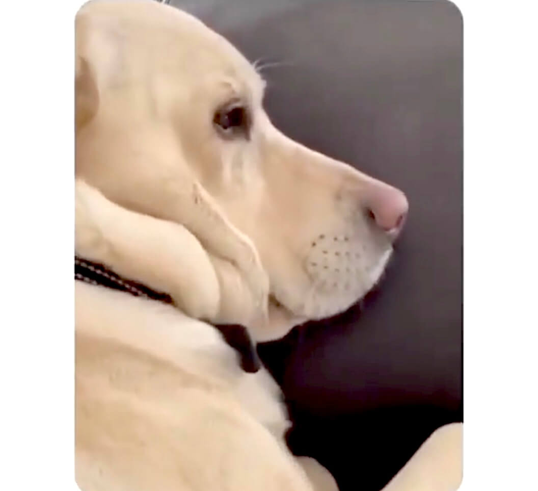 ラブラドールレトリーバー,動画