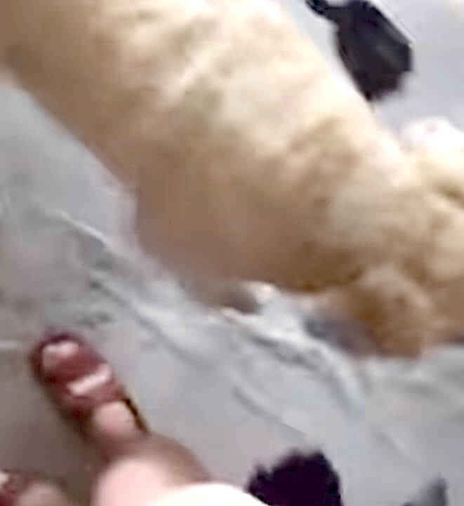 ゴールデンレトリーバー,動画