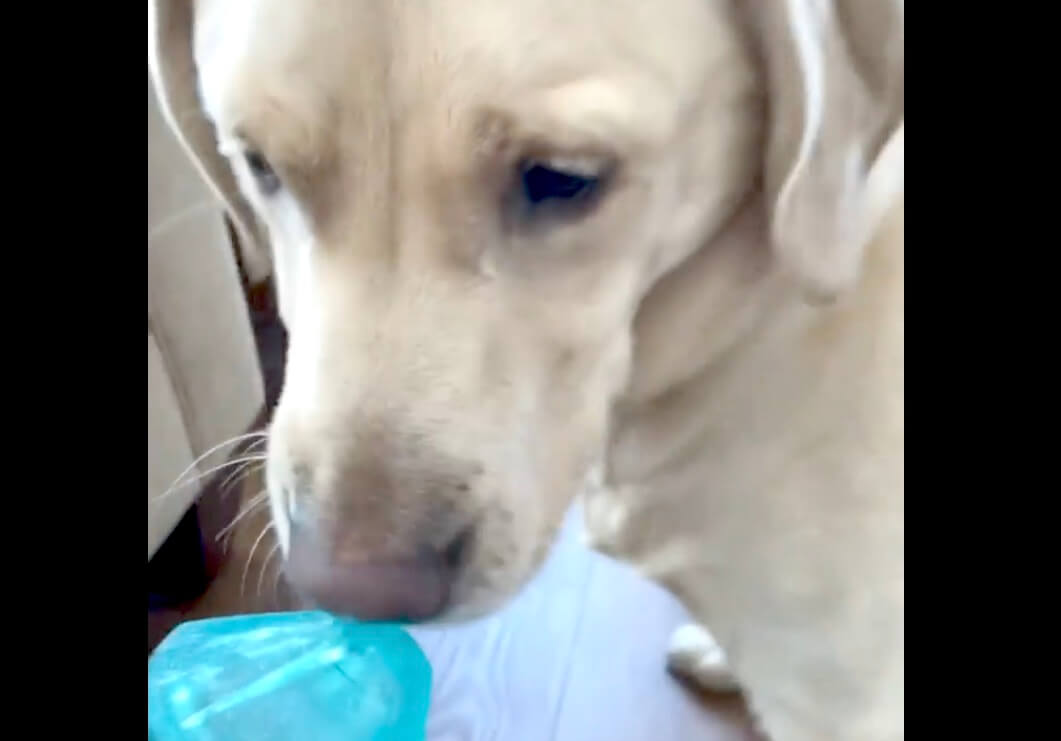 ラブラドールレトリーバー,動画