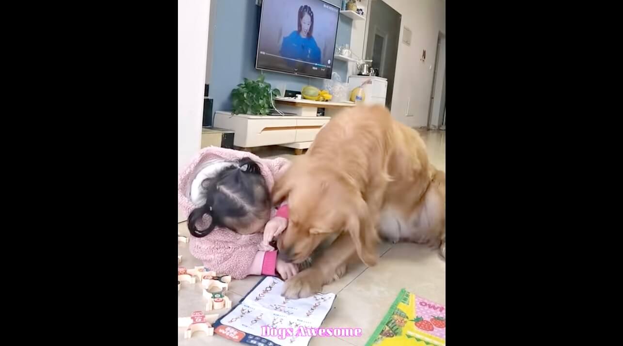 ゴールデンレトリーバー,動画