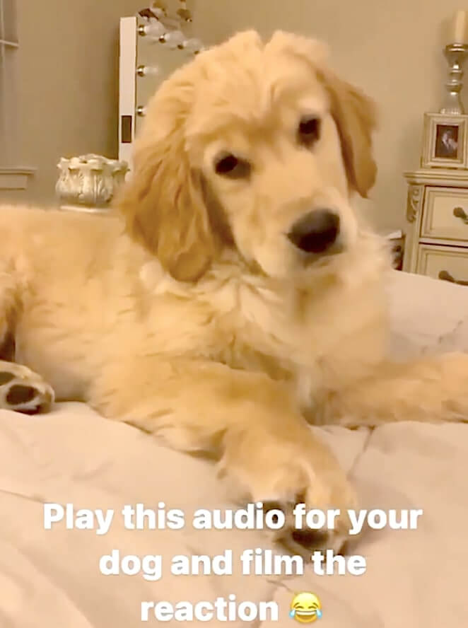 ゴールデンレトリーバー,動画