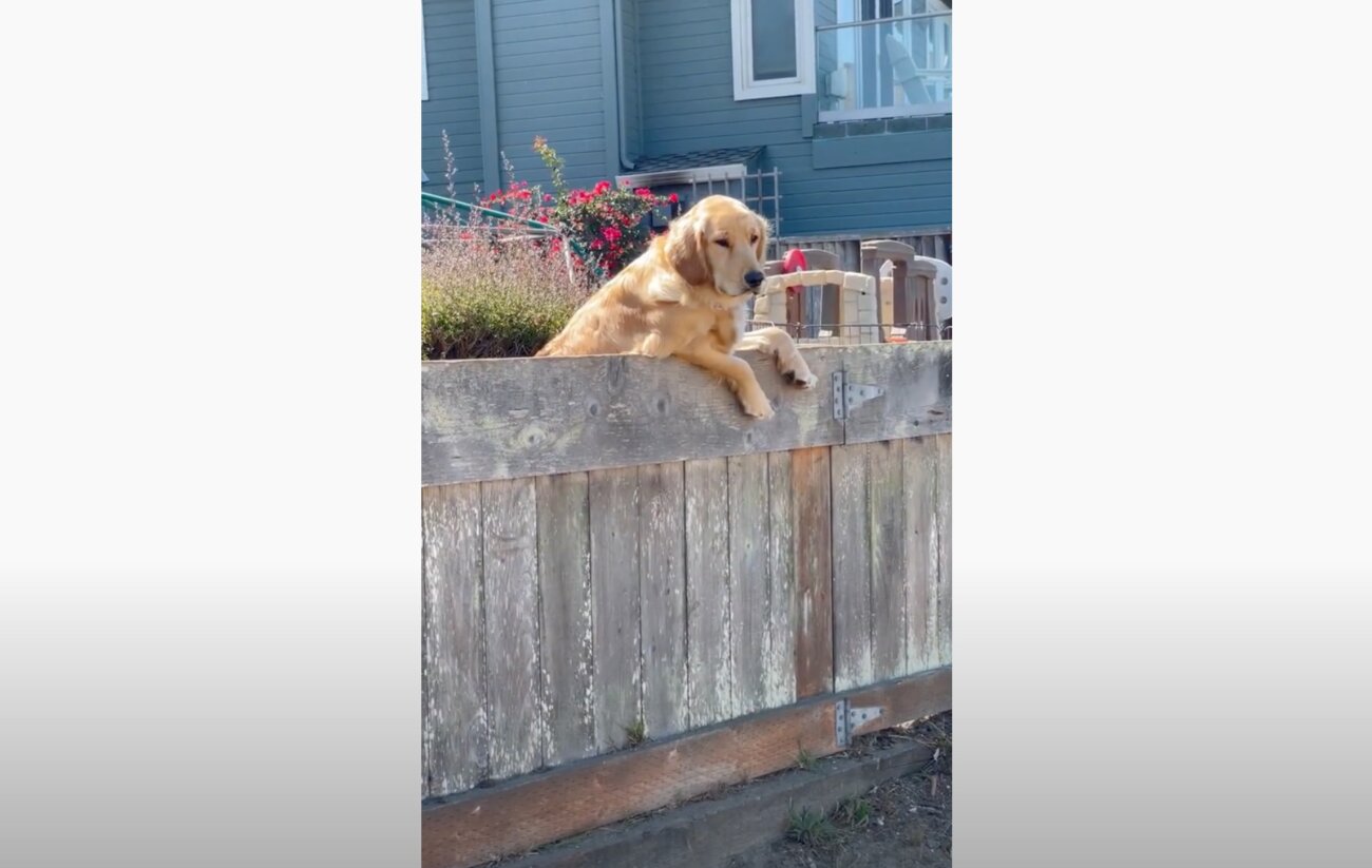 ゴールデンレトリーバー,動画