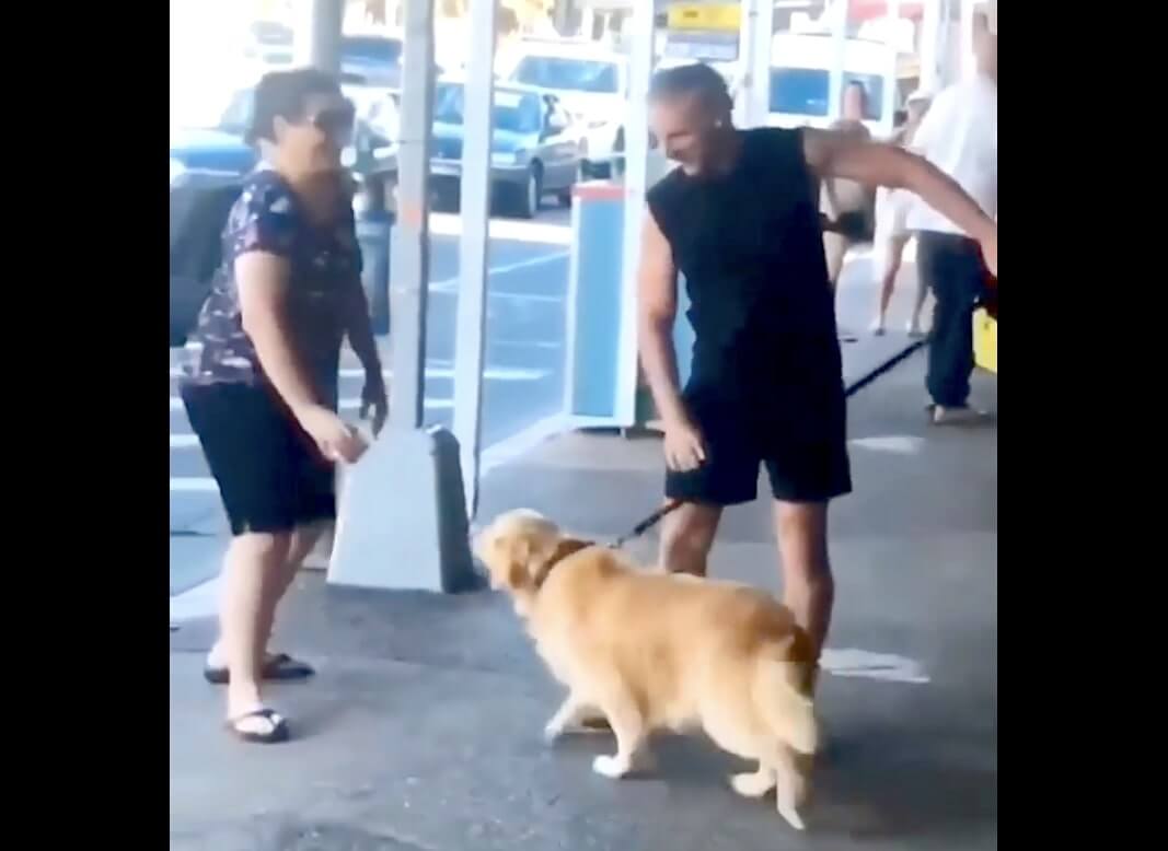 ゴールデンレトリーバー,動画