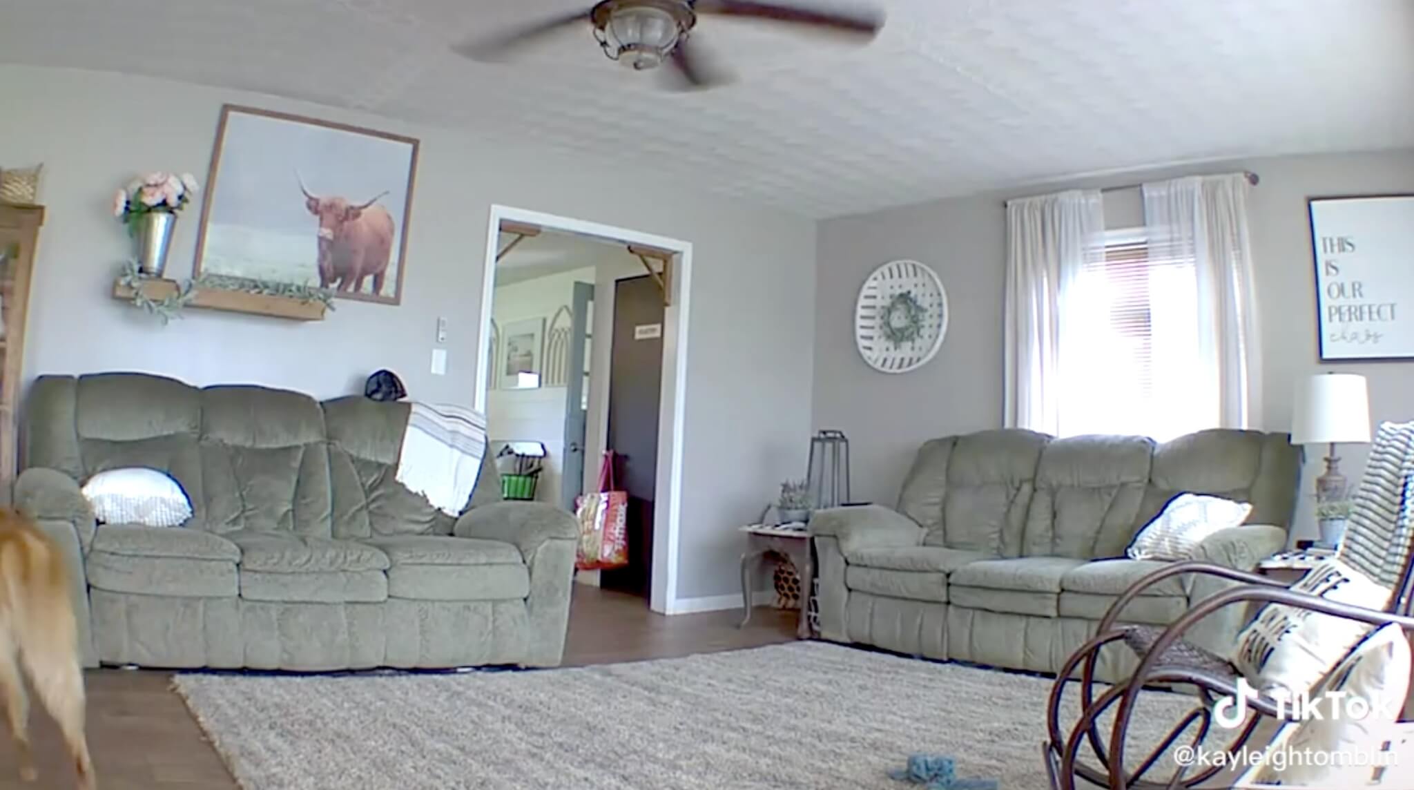 ゴールデンレトリーバー,動画