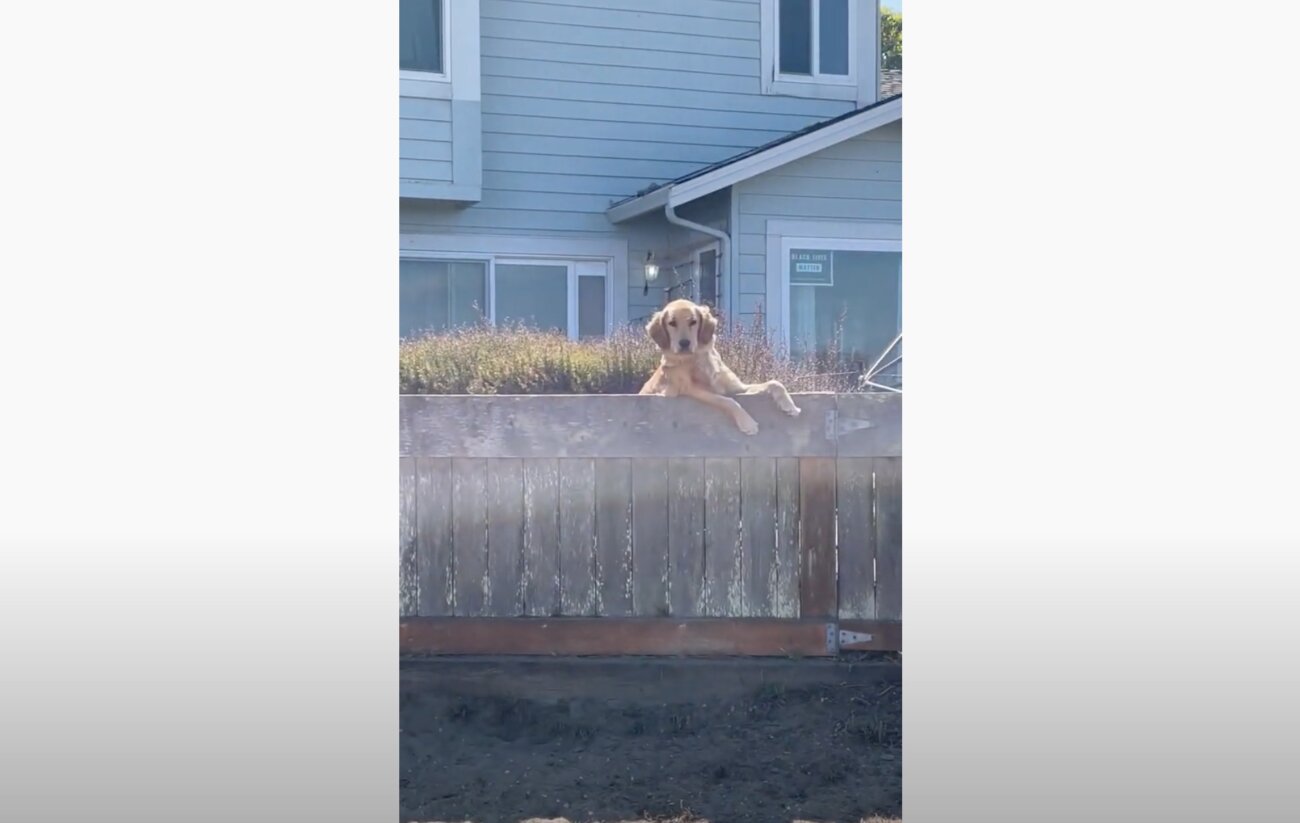 ゴールデンレトリーバー,動画