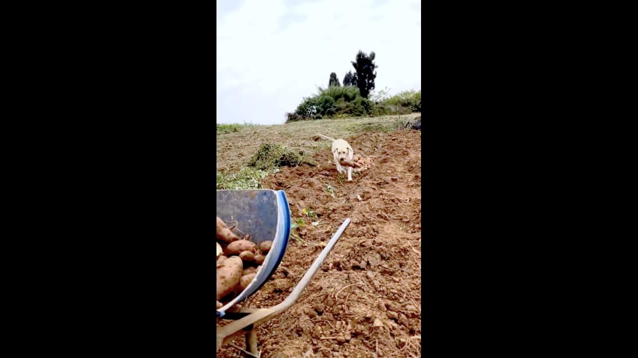 ラブラドールレトリーバー,動画