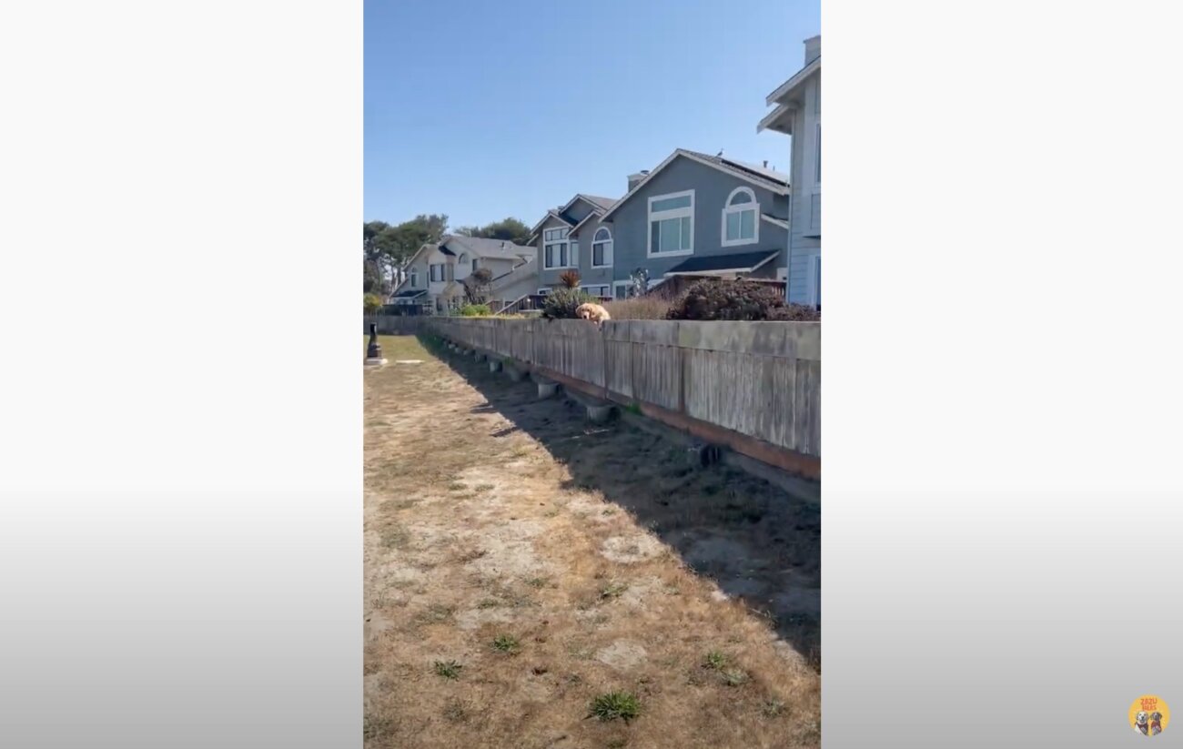 ゴールデンレトリーバー,動画