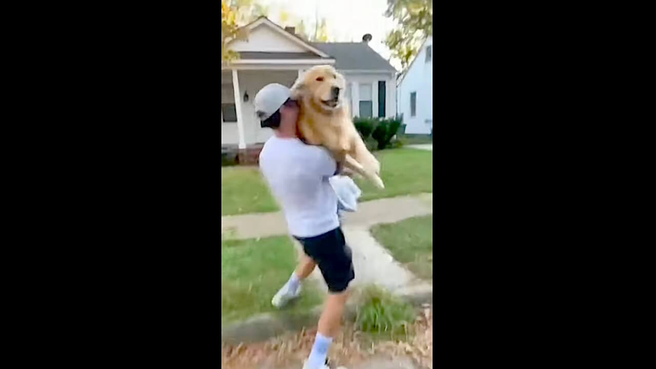 ゴールデンレトリーバー,動画