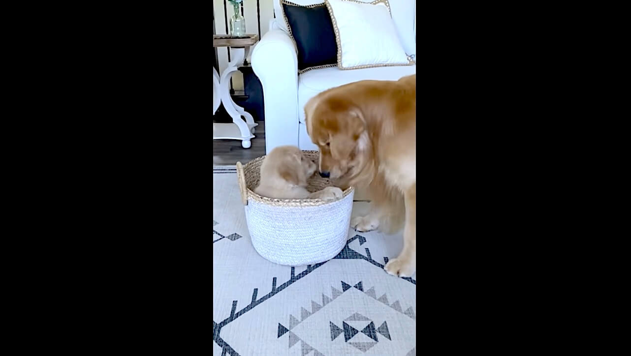 ゴールデンレトリーバー,動画