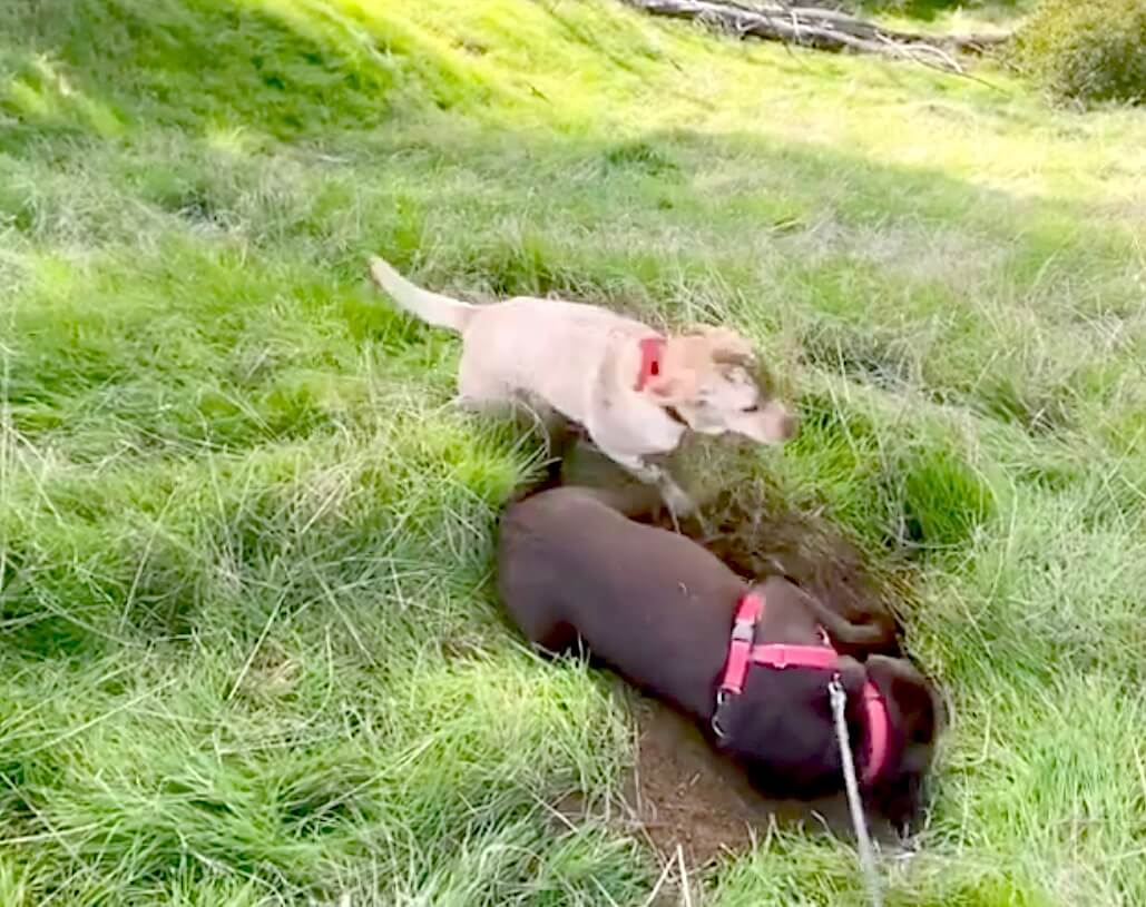 ラブラドールレトリーバー,動画